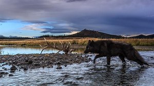 Pictures of Wild Wolves in Yellowstone National Park