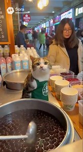 貓咪燒仙草 #cat #貓跳台 #貓咪日常 #funny