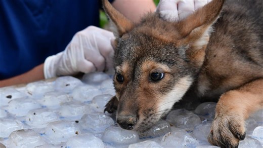 Newest members of world's most endangered wolves born at Saint Louis Zoo facility