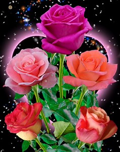 Colorful Roses | Roses