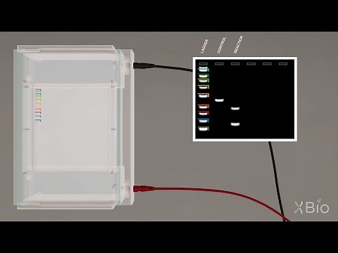Virtual Lab Simulation: Agarose Gel Electrophoresis