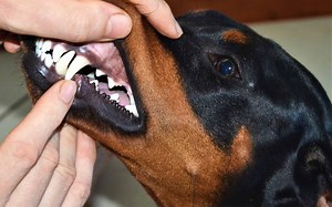 The Easiest Way to Make Homemade Dog Toothpaste
