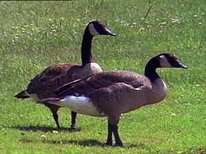 Do Canada geese still fly south for winter? Yes, but it's complicated