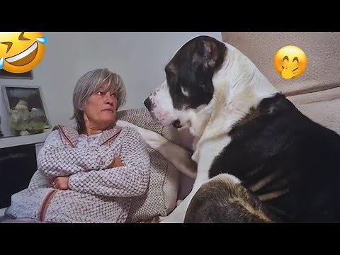 Unexpected Laugh with these Funny Dogs - Best Funniest Dog Videos of 2025 #11