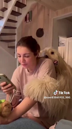 Funny and cute dogs compilation 🤣… #funnydog #funnypet #cutedog #dogsoftiktok #doglover