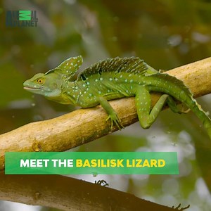 444K views · 4.7K reactions | Not only do they look super cool, they also walk on water... | Animal Planet | Facebook