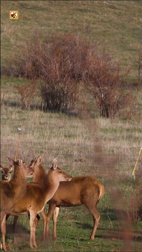 Real Deer Sounds | Calls, Grunts, and Nature Noises