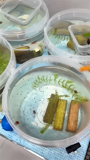 Breeding guppies at home can be profitable, especially for hobbyists, but profitability depends on managing costs, producing high-quality fish, and marketing effectively. While initial setup can be inexpensive, profit margins may be slim, so success requires selective breeding, efficient production, and finding a good market. #guppies #aquarium #animals | Hendrix backyard TV