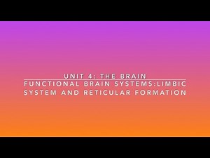 Functional Brain Systems: Limbic System and the Reticular Formation | Lime the Tutor | Premed A&P