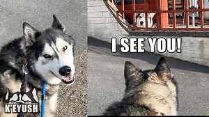 101K views · 6.8K reactions | Key finally spotted the husky that's been spying on him as he walks passed. He got shouted at! | Keyush the Stunt Dog | Facebook
