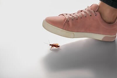 What Happens When You Squish A Cockroach? - Cockroach Zone