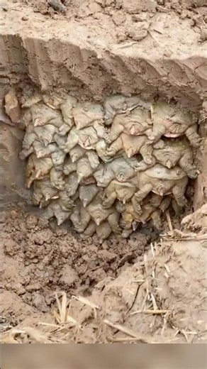 Why are turtles buried in the ground?