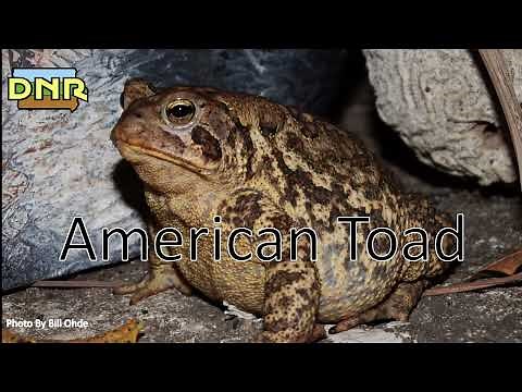 American Toad Calls, Iowa DNR