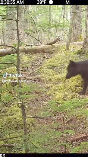 7.9K views · 272 reactions | Looks to be a pregnant wolf and she's scent rolling. #EndangeredSpeciesDay | Guardians Of The Wolves | Facebook