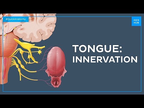 Taste pathway: innervation of the tongue - Quick Anatomy | Kenhub
