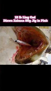 Landed an 18lb Lingcod on an 80g Jig! 🤯 Light Tackle Brawl in NorCal Waters