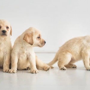 How to Train an 8 Week Old Labrador Puppy: Step-by-Step Guide for New Owners