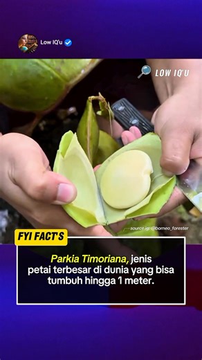 Parkia timoriana, atau dikenal sebagai petai hutan, merupakan spesies pohon legum tropis yang menghasilkan petai berukuran luar biasa besar. Tanaman ini berasal dari hutan Asia Tenggara, termasuk Indonesia, Malaysia, dan Filipina, dan dikenal sebagai petai terbesar di dunia. 🌿 Polongnya dapat tumbuh hingga panjang lebih dari 1 meter, dengan biji besar beraroma khas seperti petai biasa (Parkia speciosa), namun bertekstur lebih keras dan rasanya lebih kuat. Selain bernilai ekonomi, tanaman ini ju