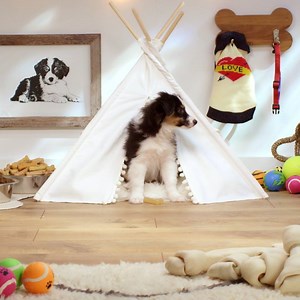 267K views · 1.4K reactions | Get fast, free delivery on over a million items with Prime (even your dog will love it!). | Amazon Prime | Facebook