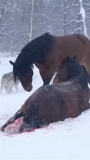 Stud horse comes to female horse giving birth to aid her from deadly wolf pack #animalshorts