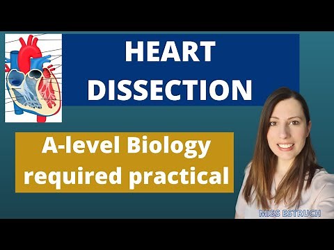 A-level Biology DISSECTION required practical. HEART DISSECTION aim, equipment, method and results.