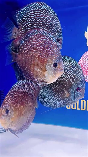 1.7K views · 46 reactions | Some of our stunning Red Scarlet Snakeskin discus still available! Don’t miss out, the August sale ends soon. Check out all our discus at our site! https://goldenstatediscus.com/ #DiscusFish #AquariumLife #FishTank #Discus #TropicalFish | Golden State Discus | Facebook