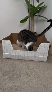 37K views · 42 reactions | Tired of dealing with messy, smelly litter...