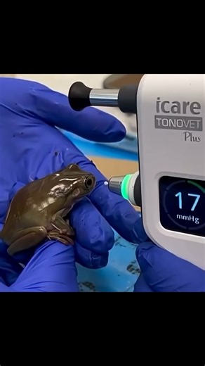 A Frog Go For Eye Pressure Test #shorts #chemxphys