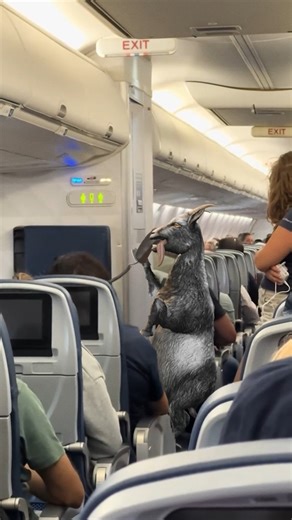 8.5K views · 132 reactions | one day i’ll know, how far i’ll goat | Goat Simulator | Facebook