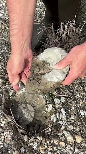 Amazing Ammonite Fossil Find in Texas
