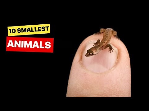 Discover the World's Tiniest Wonders: Top 10 Smallest Animals!