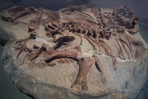 8 of Most Complete Dinosaur Fossils Ever Discovered