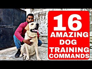 16 Best Dog Training Commands / Tricks that you can teach Your LABRADOR DOG