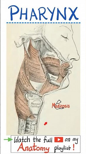 Muscles of Pharynx - Anatomy of Head & Neck...#doctor #nurse #anatomy #physiology #biology #surgery