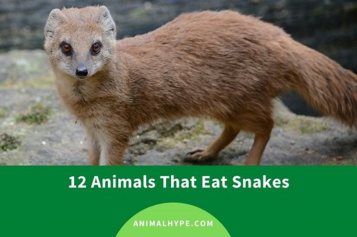 What Animals Eat Snakes? (List of Snake Predators) - Animal Hype