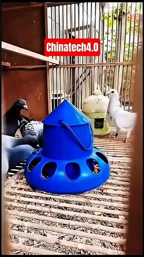 Automatic Chicken & Bird Feeder | No-Spill Poultry Feeder #shorts #chicken #farming #smartfeeder