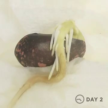 55 Fun Kindergarten Science Activities for Budding Scientists