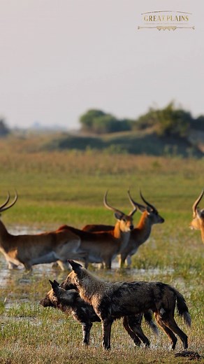 6.2K views · 210 reactions | African painted dogs are proficient,...