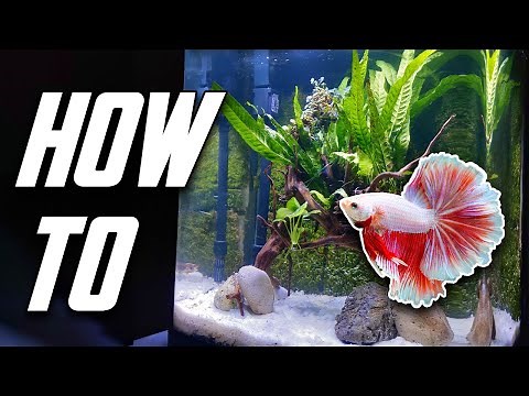 The Betta Fish Tank Guide For Everyone (Set Up, Equipment & More)