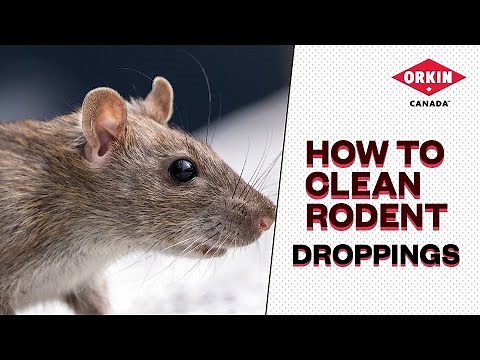How To Properly Clean Rat (And Other Rodent) Droppings | Orkin Canada