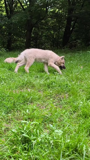 Discover Young Arctic Wolves in Their Natural Habitat