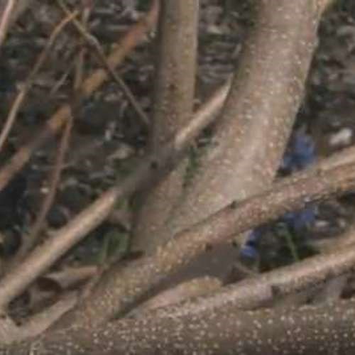 How to Prune Smoke Bush - Fine Gardening