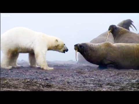 The Planet Earth Collection - Part 1 | Top 5 | BBC Earth