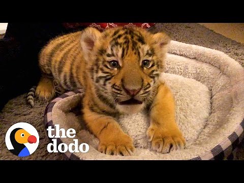A Year In The Life Of A Baby Tiger | The Dodo Little But Fierce