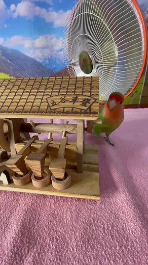 Smart Parrots training #parrot #smartparrot#training#fyp #loveyou #fypchallenge #foryou #fypシ゚viralシ