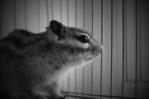 7 TOP Chipmunk Traps (Store Bought & Homemade Traps)