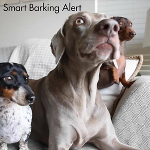 Pamper your dog this National Dog Week! 🐶 Is your pup throwing a paw-ty at home while you’re gone? See, talk and toss treats to your dog remotely with trainer and vet-approved Furbo Dog Camera. SAVE $70 on Furbo! Sale ends 11:59pm PST ⏰ 👉hello.furbo.com/2n5YX6Z -- Harlow and Sage | Furbo Pet Camera