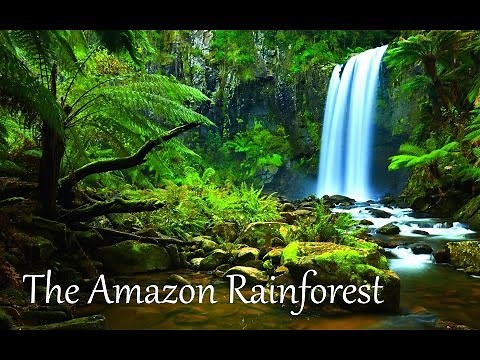 The Amazon Rainforest Facts (HD)