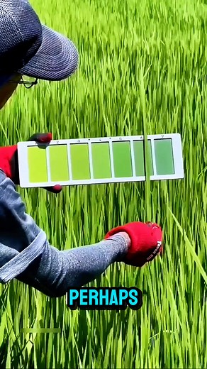 152K views · 606 reactions | How Farmers Use a Leaf Color Chart? #fbreels #reelsvideoシ #highlights #hilightseveryonefollowers #StarsEverywhere | Ur Scene | Facebook