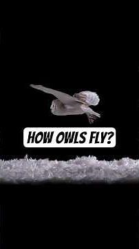 How Owls Fly in Complete Silence: The Incredible Science Behind Their Silent Wings Explained